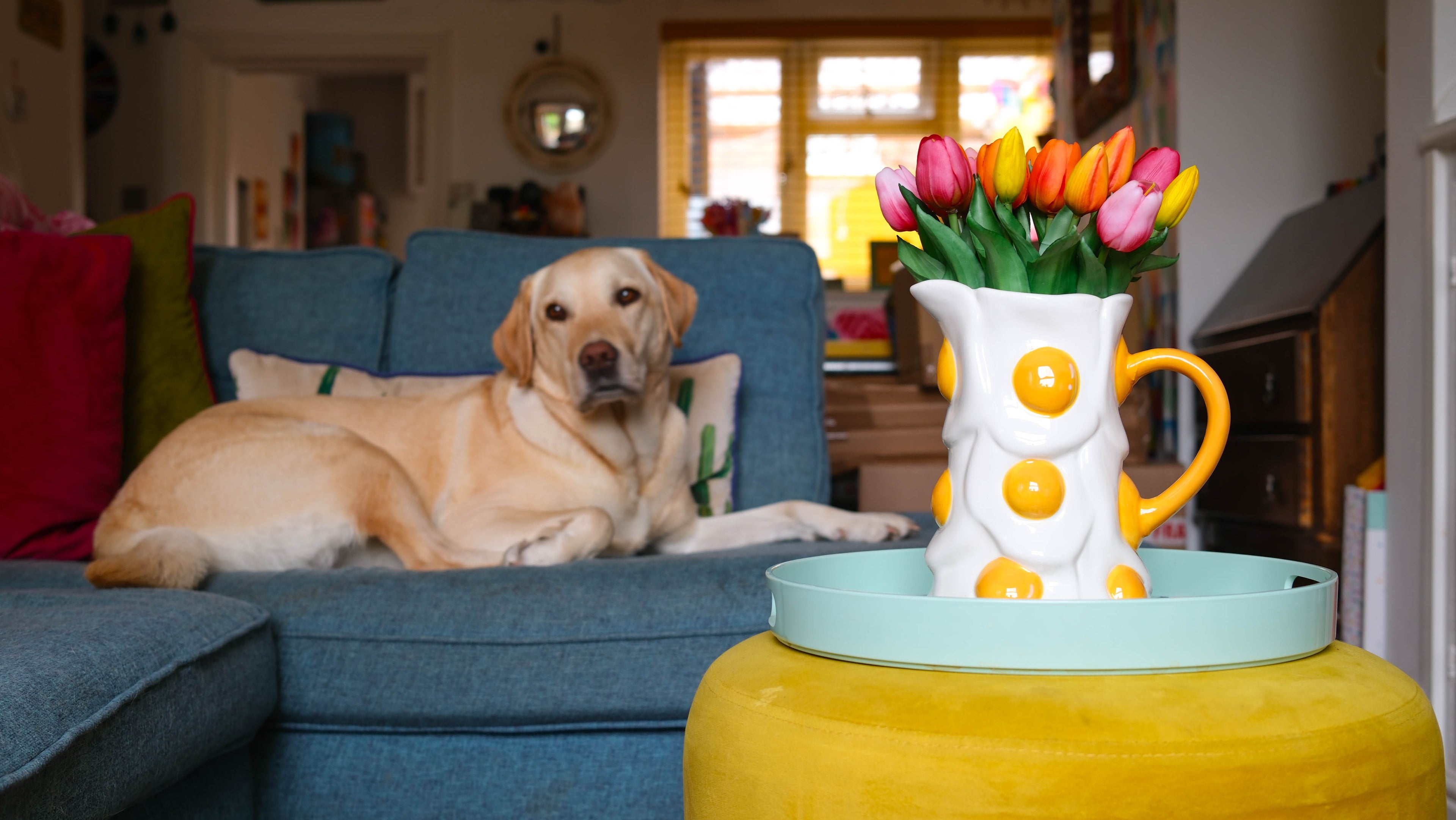Dog sitting on a blue couch with a colorful tulip arrangement in a decorative vase.