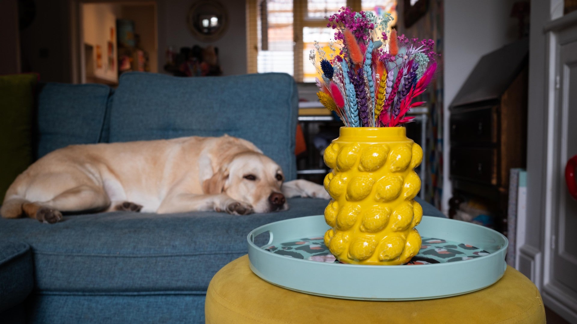 Dog lying on a blue couch with a yellow textured vase and colorful feathers on a tray in the foreground.